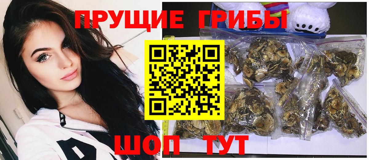 Кузнецк  где купить наркоту  Вход с VPN  Псилоцибиновые грибы прущие грибы 